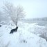 two black dogs exploring a snowy riverbank with snow-covered trees and bushes surrounding a partially frozen river